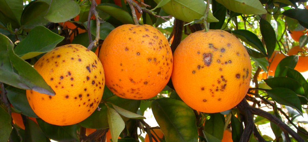 Cítricos enfermos por la plaga mancha negra