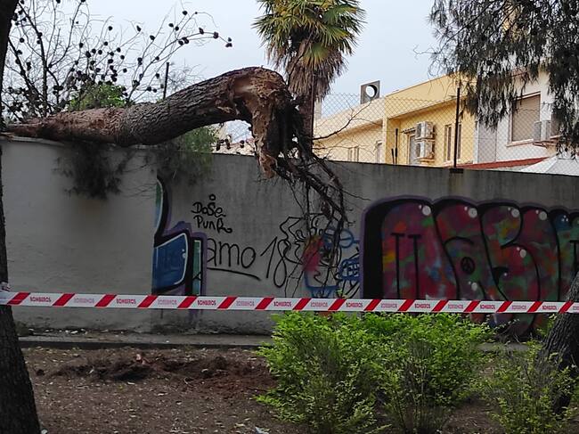 Imagen del árbol caído este sábado sobre una vivienda en la calle Grecia
