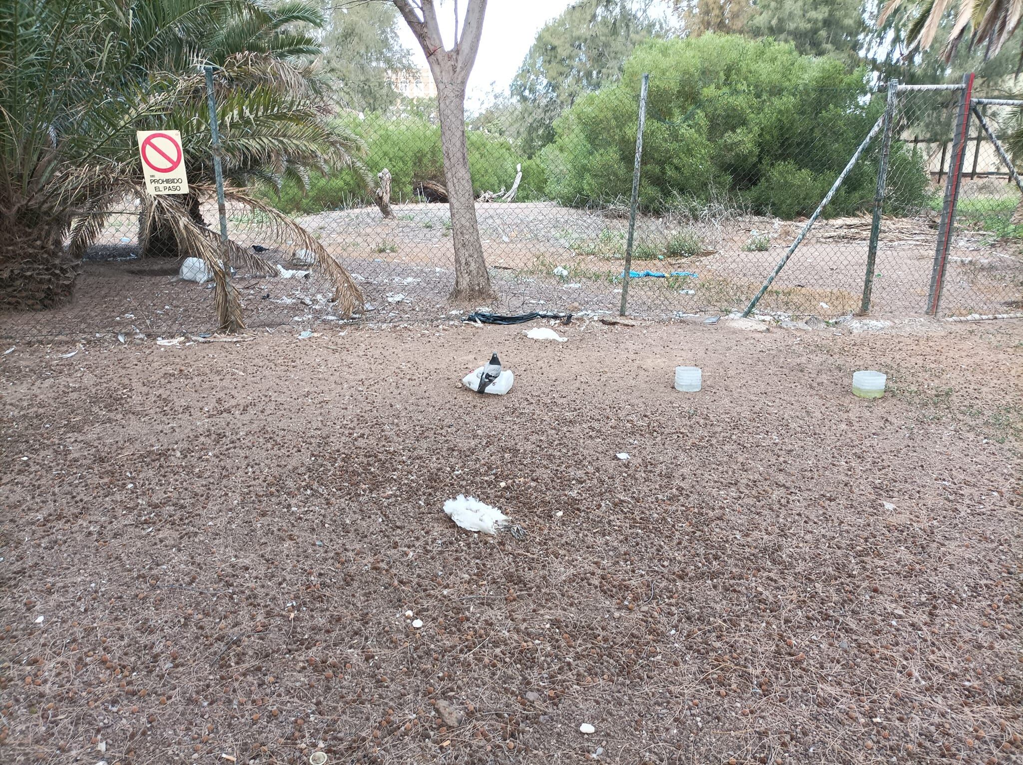 Imágenes del jardín con aves muertas.