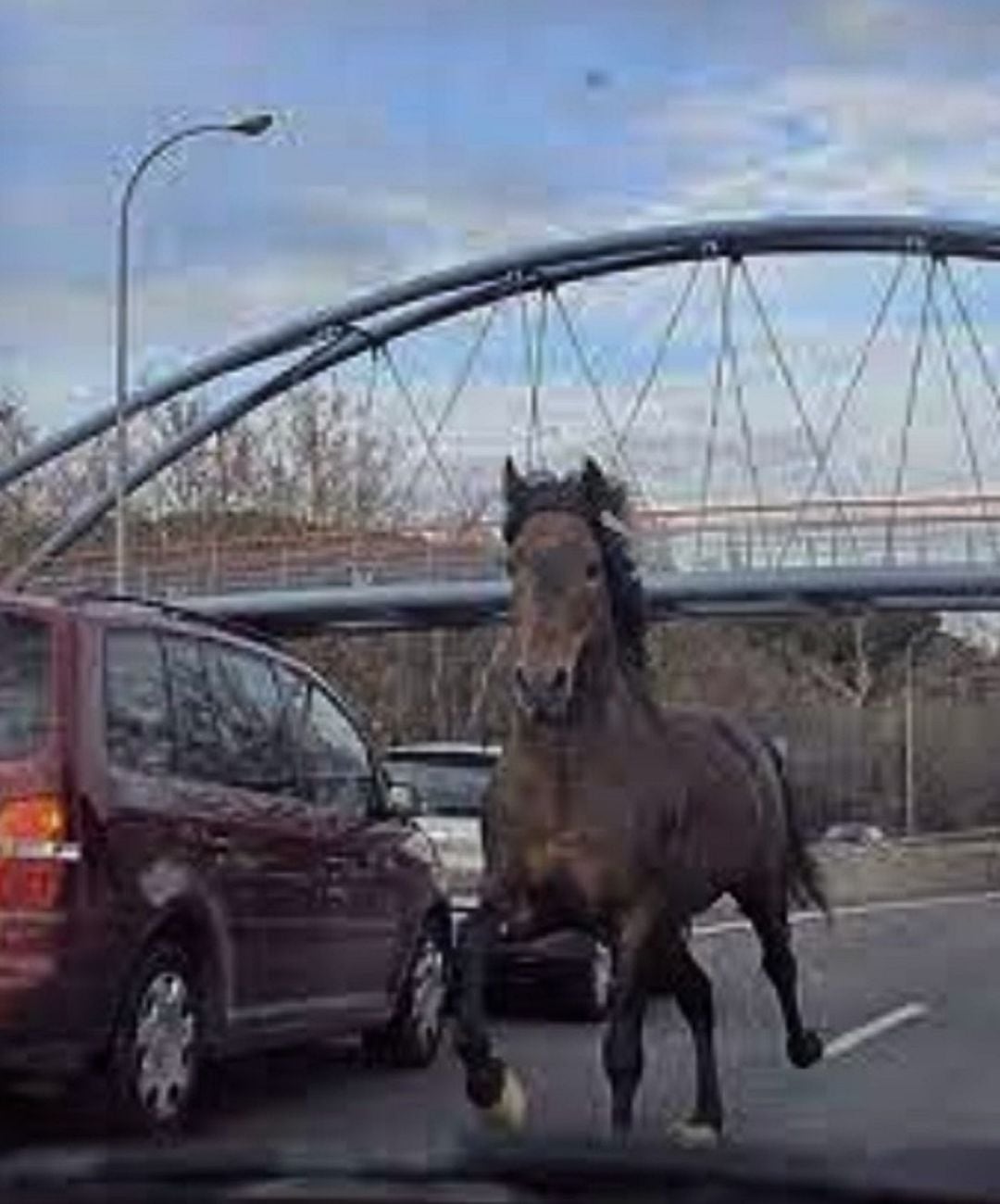 El dueño del caballo se enfrenta a una sanción económica