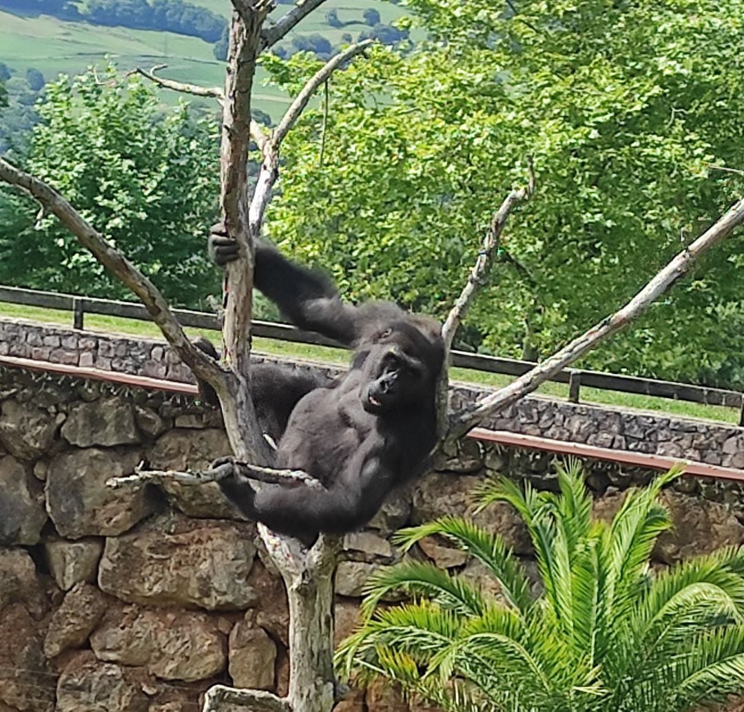 Cabárceno se despide de N&#039;Guvu, un gorila macho de ocho años