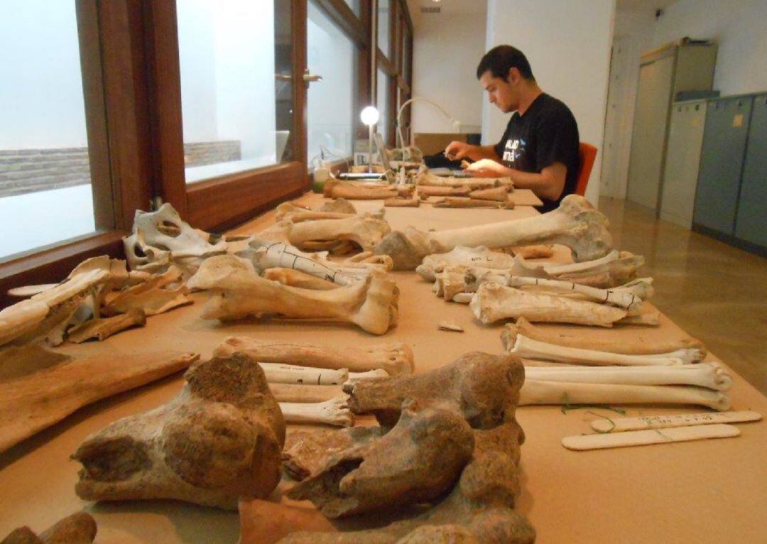 Estudio arqueozoológico del material de Cercadilla en las instalaciones del Museo Arqueológico de Córdoba.