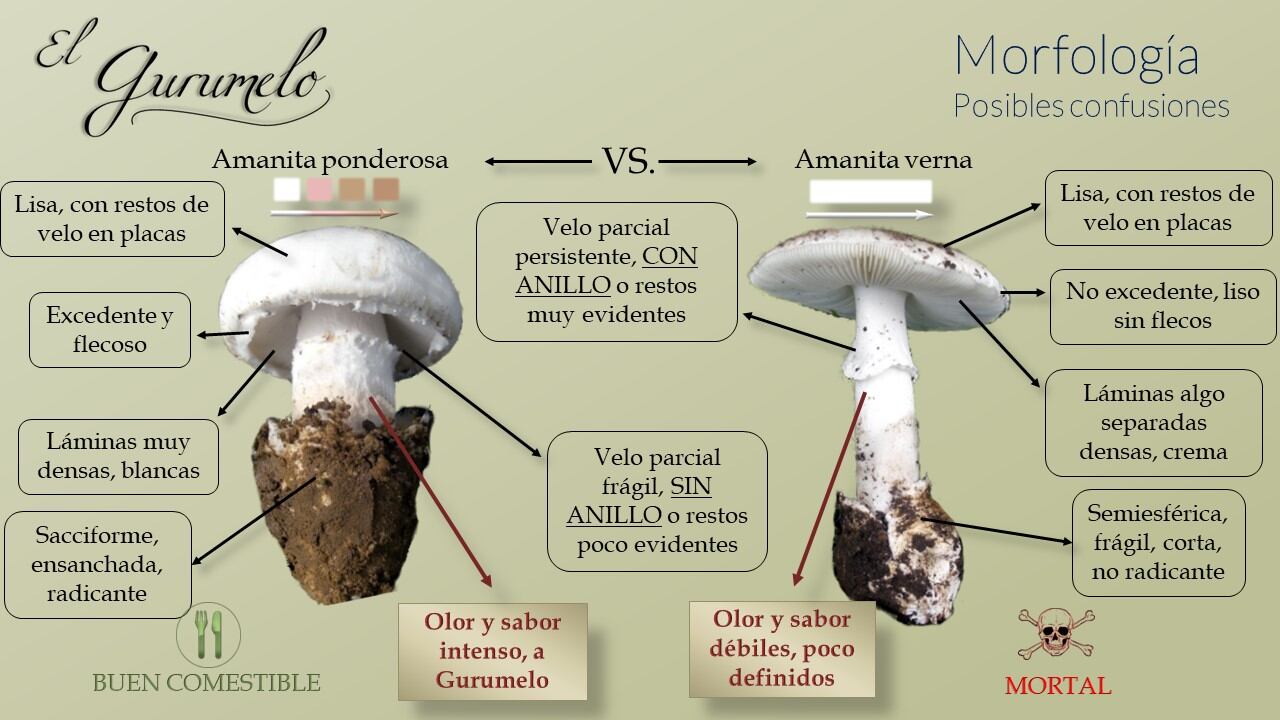 Amanita ponderosa (comestible) y Amanita Verna (mortal)