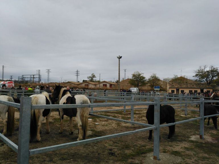 La mayoría de los corrales del recinto ferial de Tafalla han estado vacíos