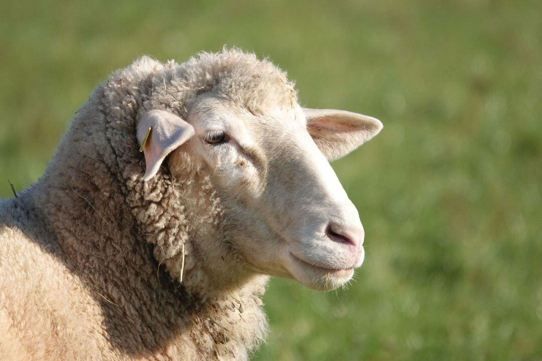 En marcha campaña de vacunación tras diagnosticarse en el norte de Navarra un animal positivo en lengua azul