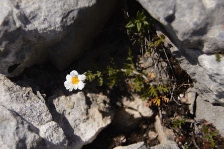 Imagen de la especie críptica descubierta en este trabajo, en la Sierra de Toloño (La Rioja)