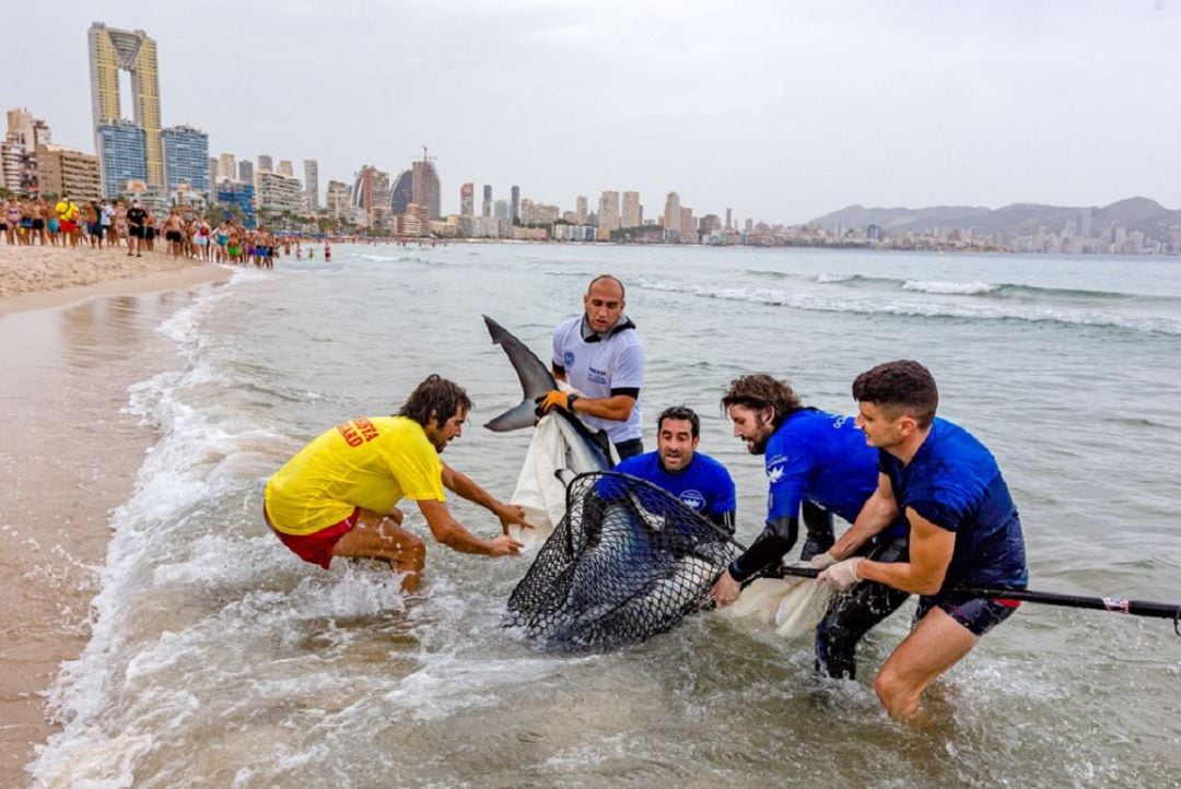 Captura de la tintorera en Benidorm