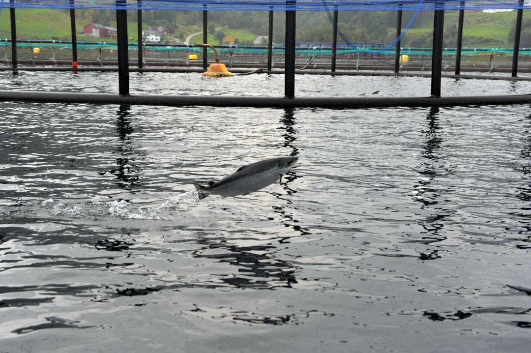 Un salmón salta del agua frente a la mayor granja de salmones del mundo, situada a unos 100 kilómetros de Bergen (Noruega). 