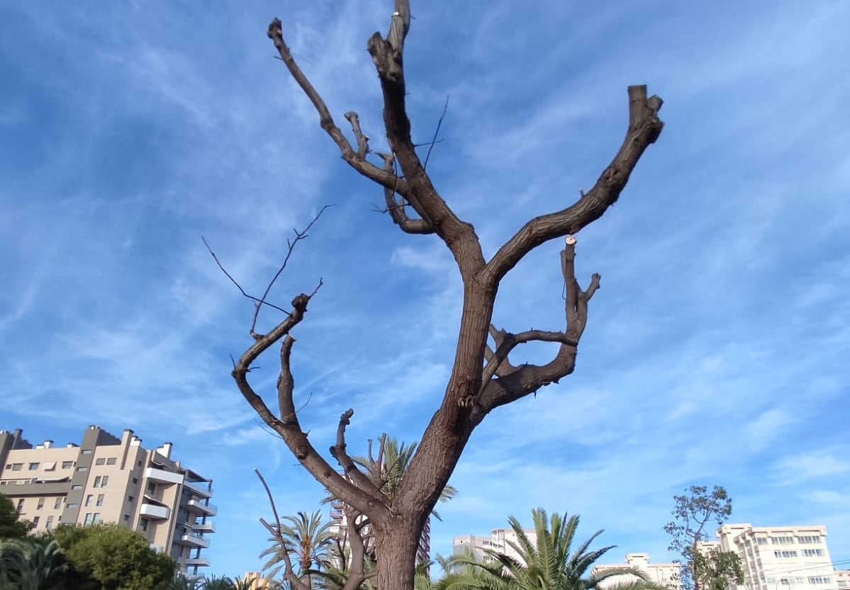 Melias en el parque Sergio Melgares sin rebrotar tras casi cinco meses de su trasplante