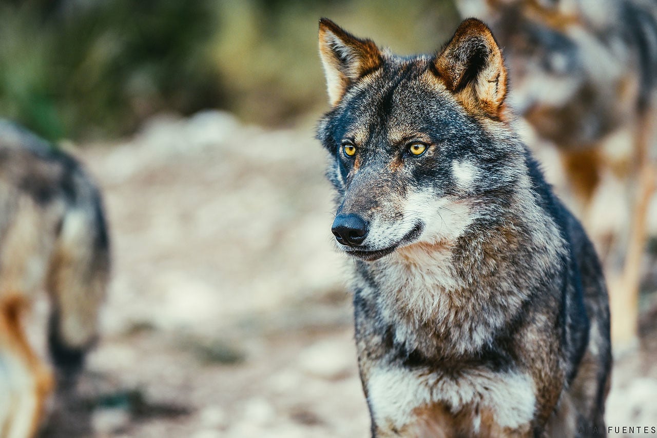 Lobo ibérico.