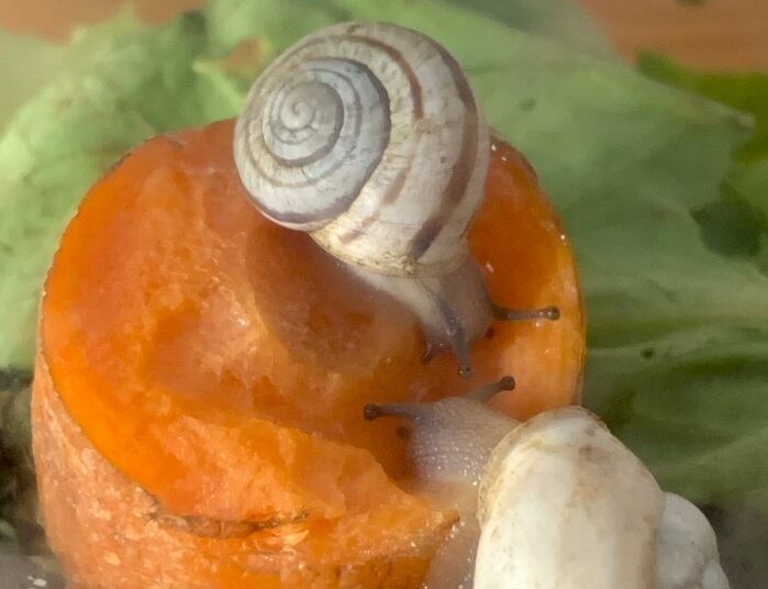 Caracoles protegidos en Gibraltar