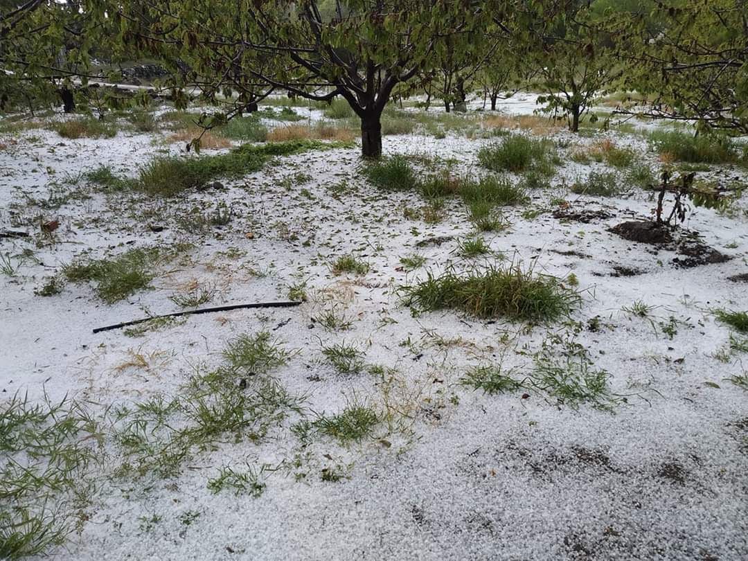 Una de las últimas granizadas localizada en Piornal que ha dañado las cerezas