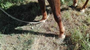 Pata de la yegua abandonada
