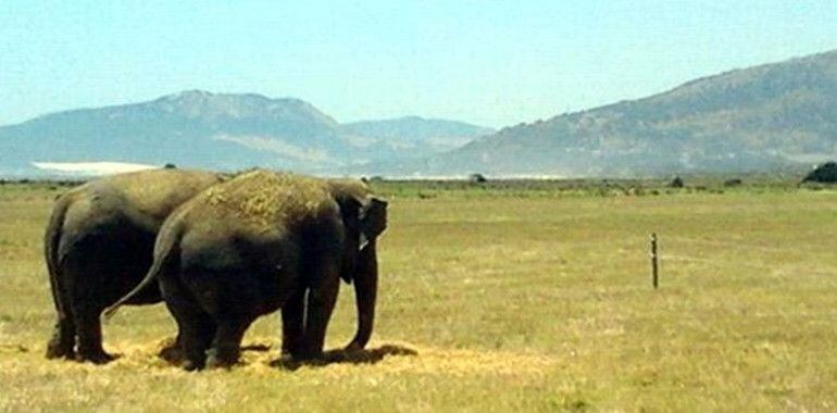 Inusual estampa de dos elefantes de un circo pastando en las cercanías de la Playa de la Toruga, Tarifa.