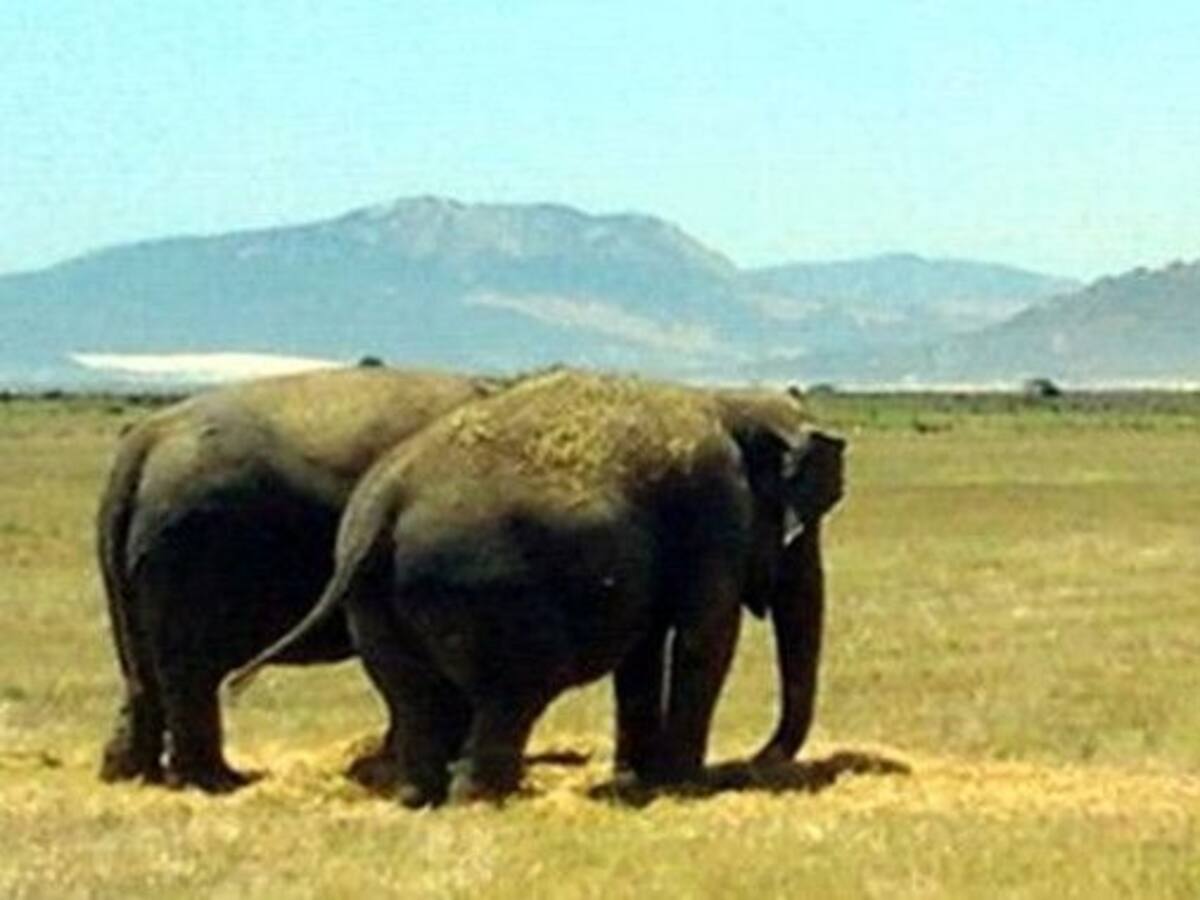 Tarifa, ciudad libre de espectácuos con animales