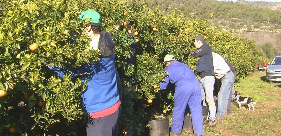 Imagen de agricultores en un campo de cítricos de la provincia