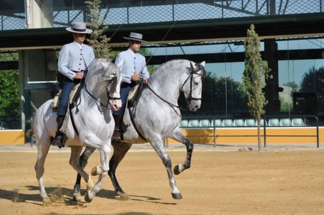 Caballos cartujanos de la Yeguada Hierro del Bocado