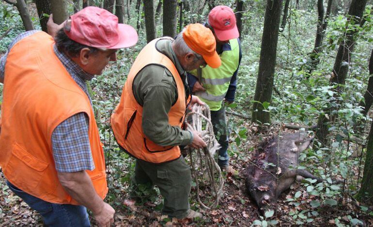 Després de cada batuda s'entraran els senglars morts.