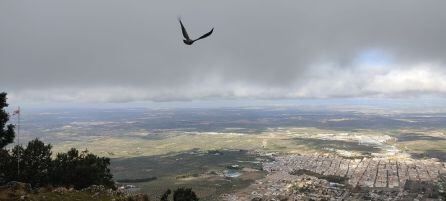 El buitre puesto en libertad en Mancha Real