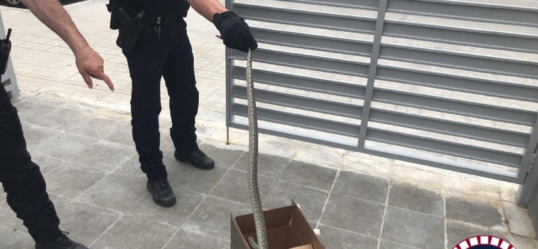 La serpiente ha sido encontrada en plena calle