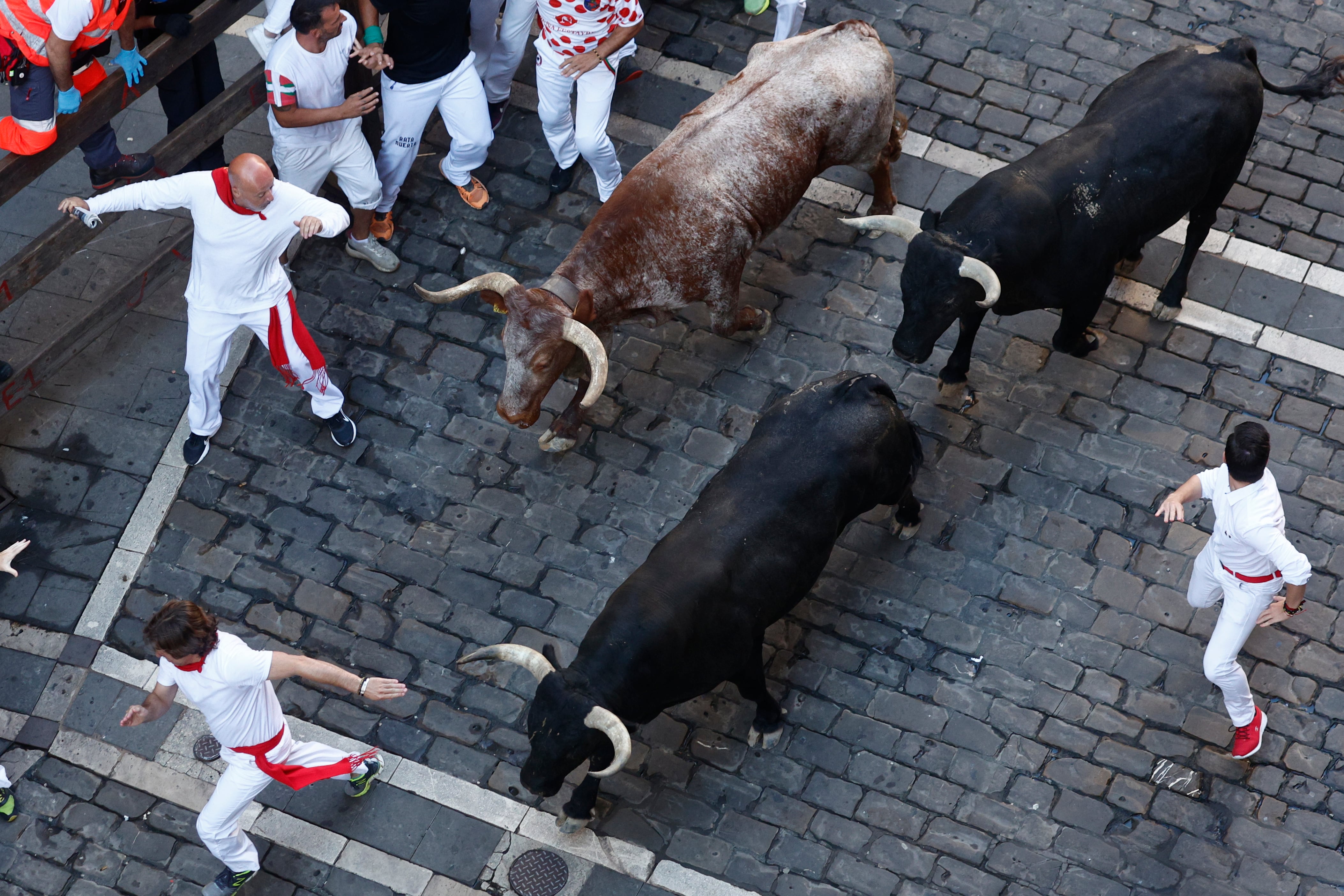 Los legendarios toros de la ganadería de Miura, durante el octavo y último encierro de sanfermines de 2023