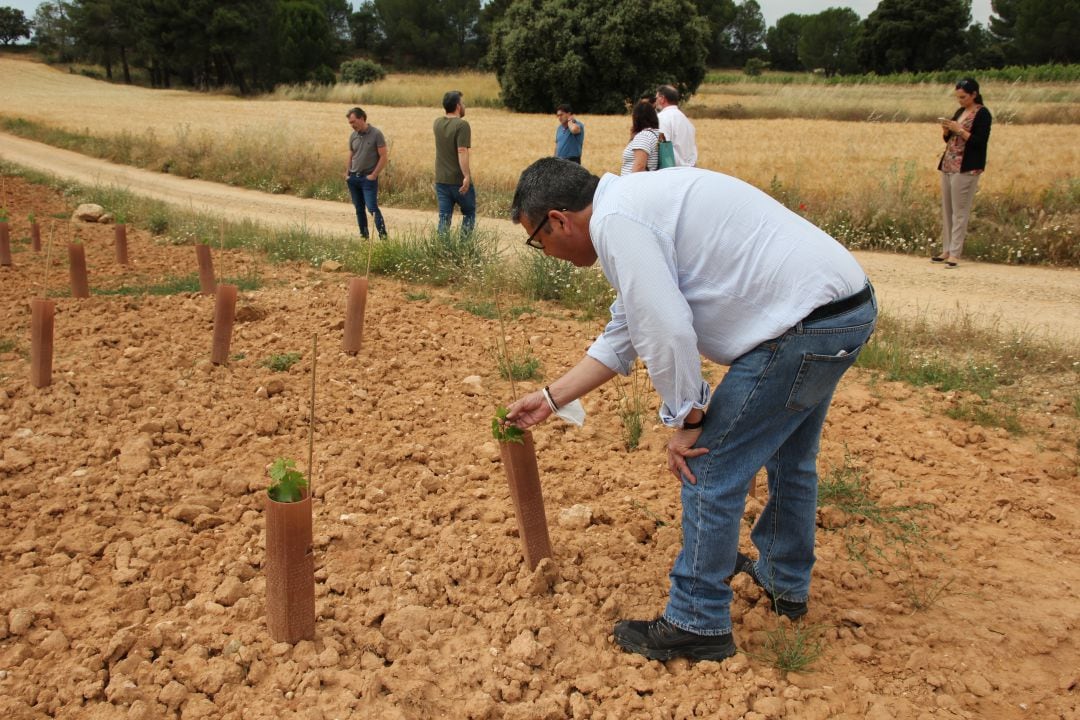 La jornada incluyó una visita a una plantación realizada en abril de con 1.800 cepas de las variedades mandón, tinto jeromo, puesta en cruz y gajo arroba