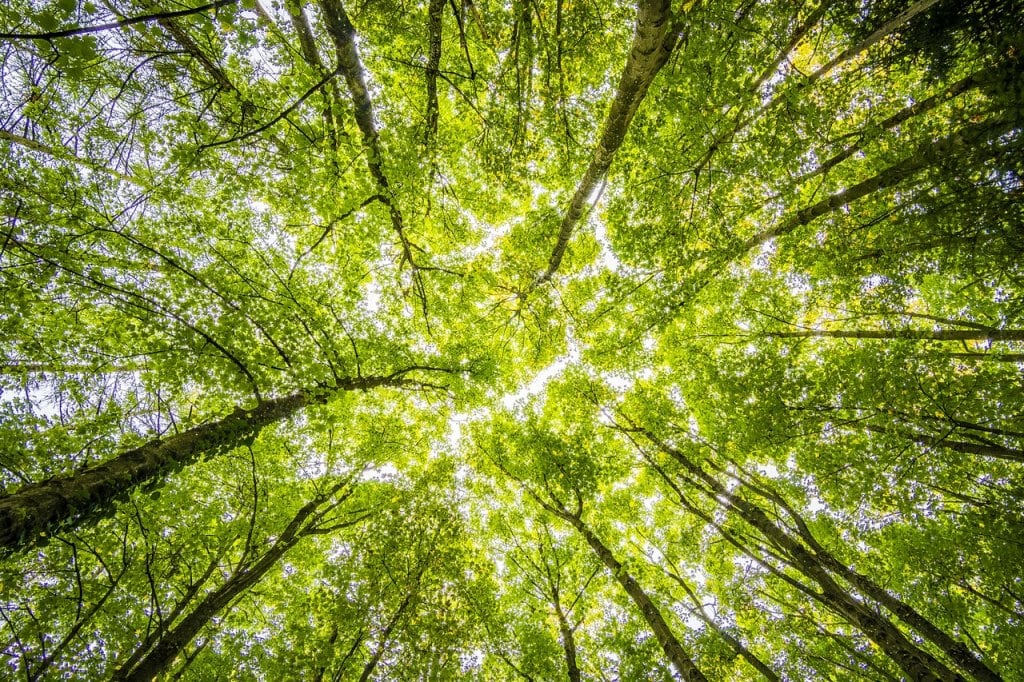 Ecologistas en Acción propone a los grupos municipales un pacto de ciudad para la reforestación de Córdoba durante los próximos 16 años