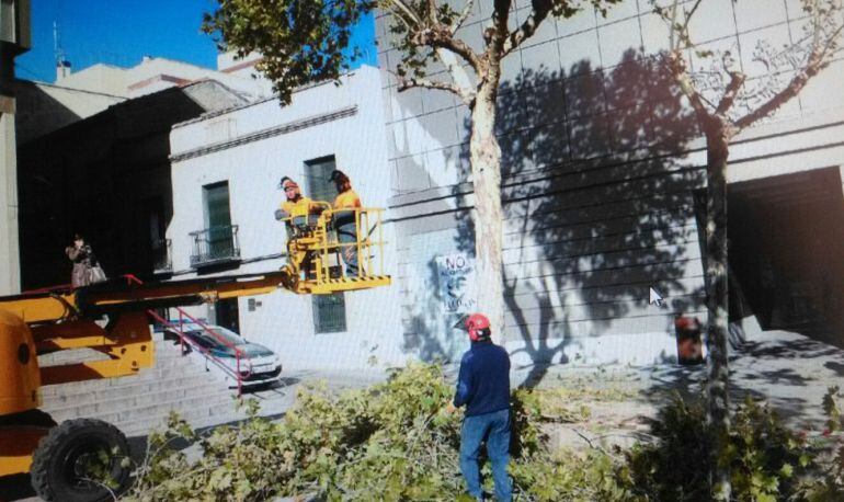Operarios trabajan en la poda de Arbolado en Puertollano