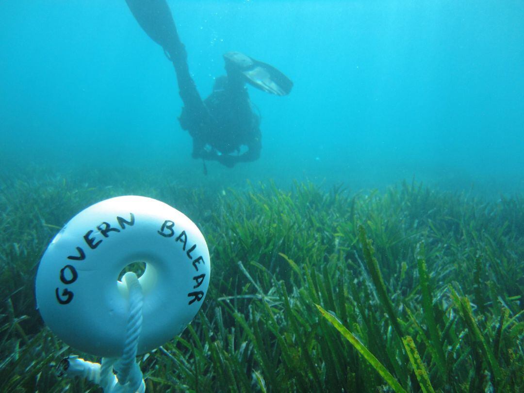 Imagen de una pradera de posidonia