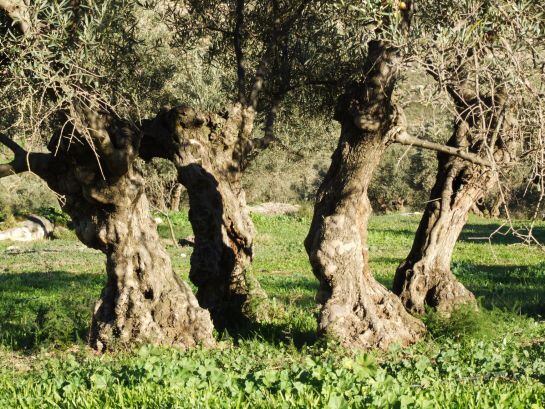 El censo de Finca La Torre asciende a 4.965 olivos.