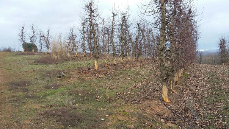 Frutales dañados por la plaga