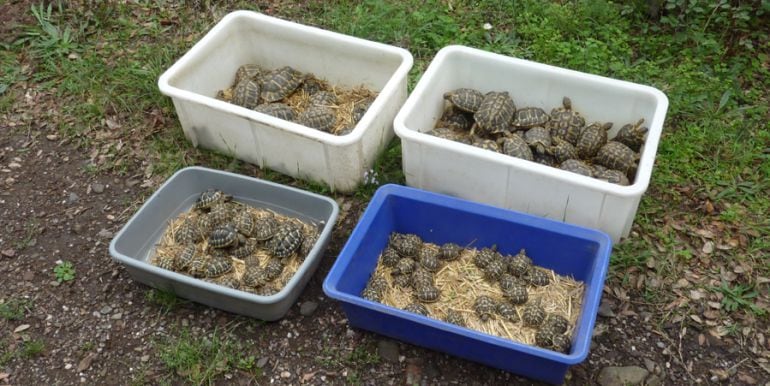 Les tortugues que han alliberat aquesta setmana.