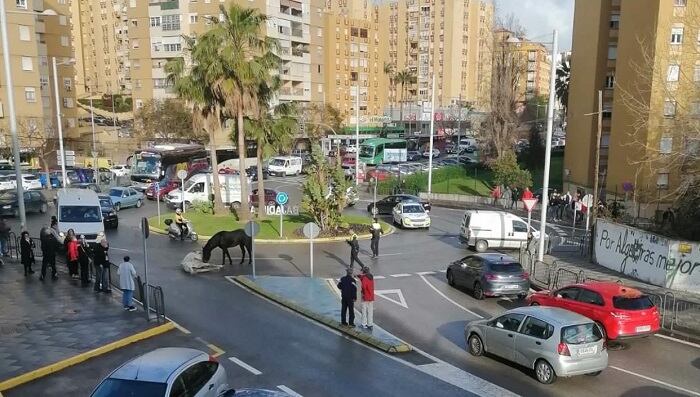 Caballos sueltos en la carretera Cádiz-Málaga
