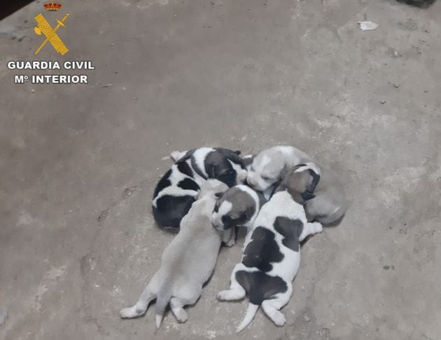 Imagen de los cachorros abandonados