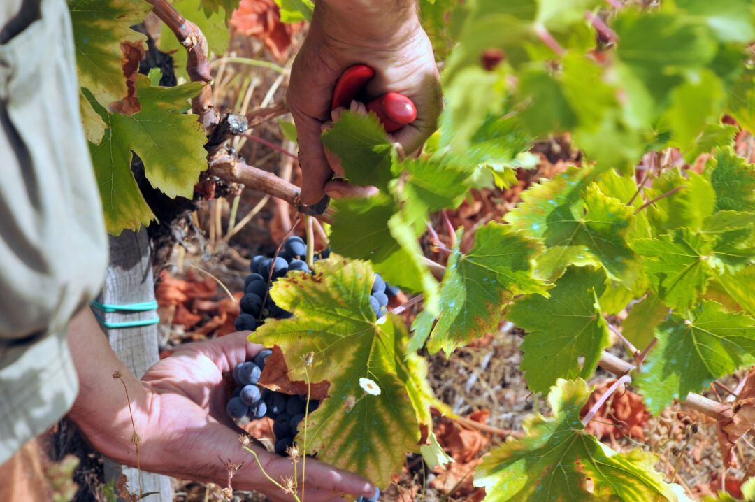 Vendimia en el Bierzo