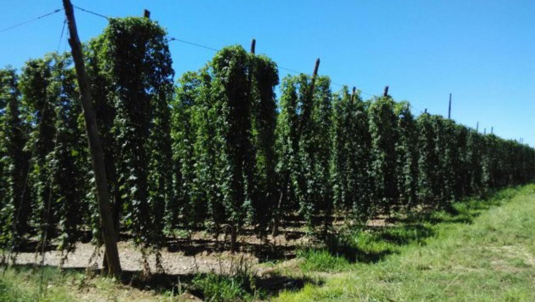 Finca de lúpulo en el Órbigo 