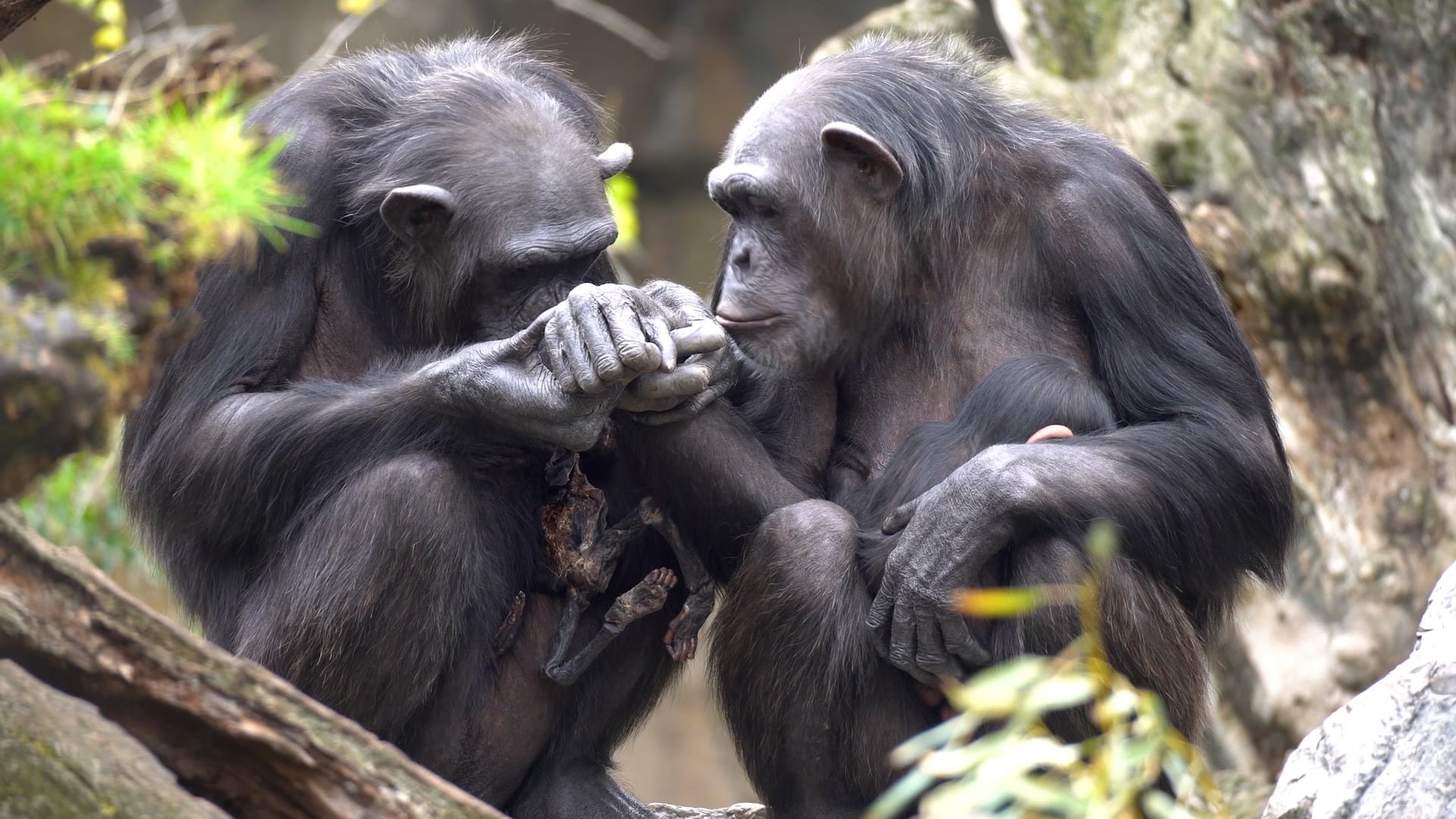 La chimpancé Natalia transportando a su cría muerta en el Bioparc de València