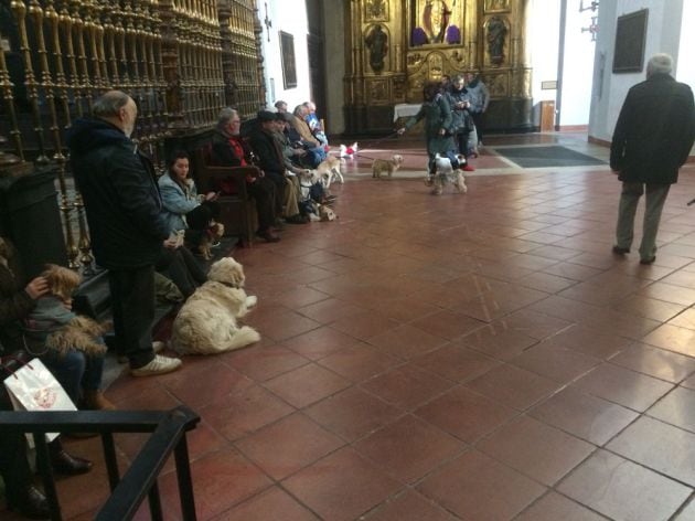 Los animales, esperando la bendición en el interior de la iglesia de San Pablo