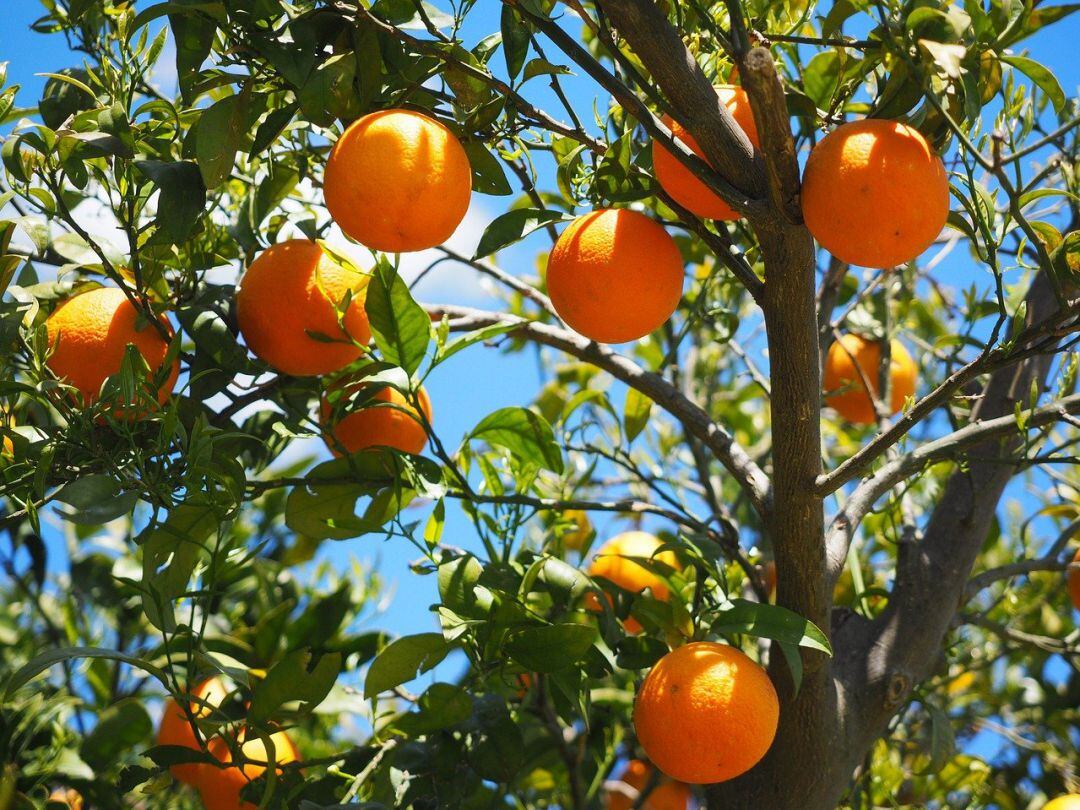 Imagen de archivo de un campo de naranjas 