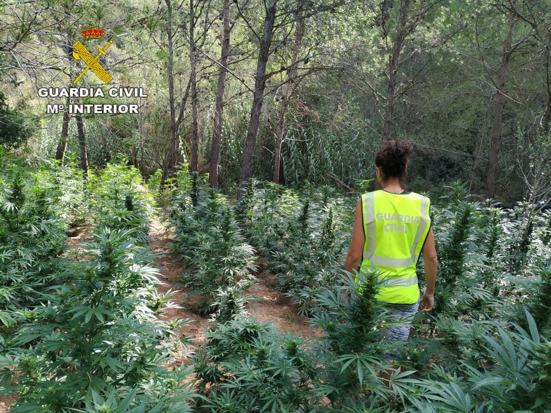 Plantación de marihuana en Torrechiva