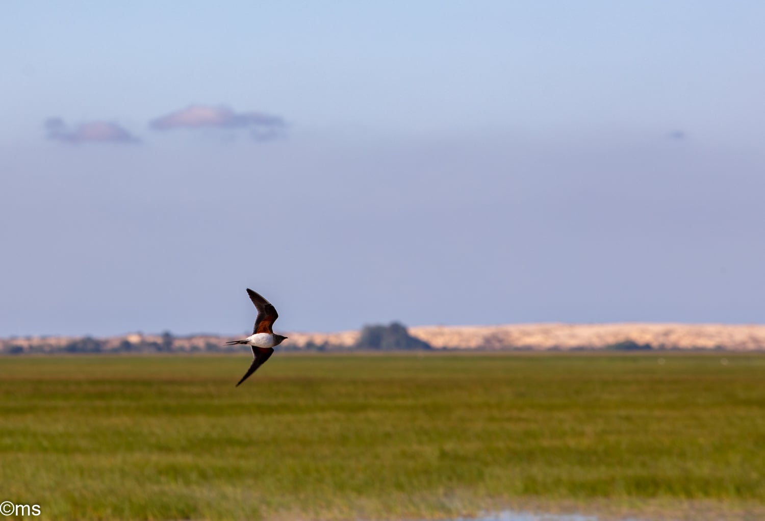 Espacio Natural de Doñana (mayo de 2025)