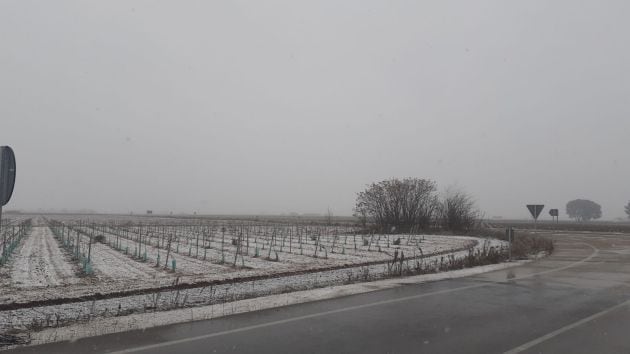 Viñedos en Pedro Muñoz