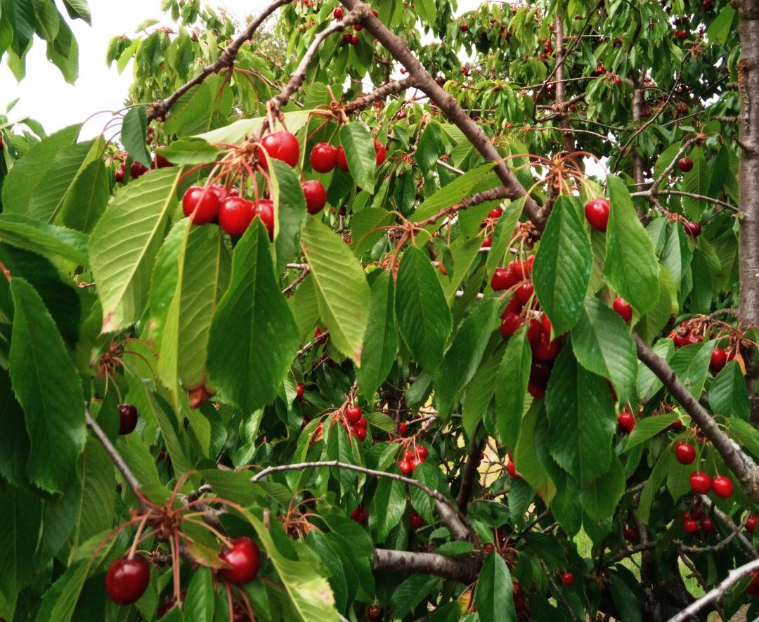 Cerezas bercianas