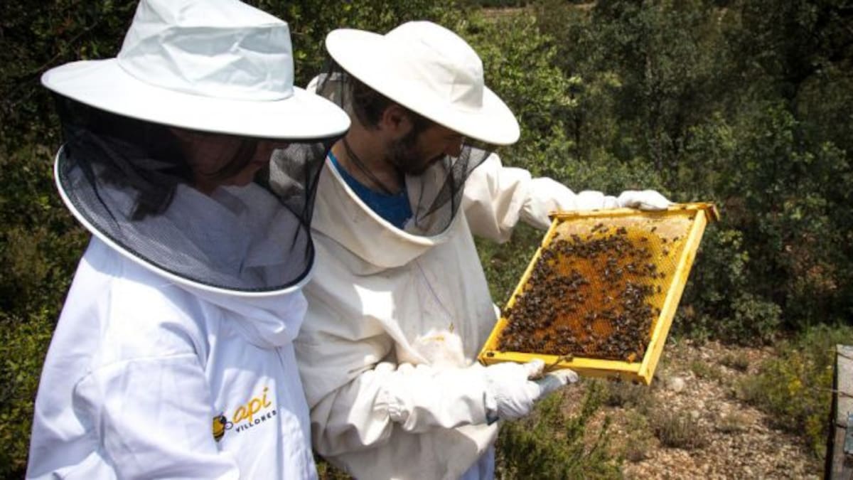 Peor cosecha, y peores precios