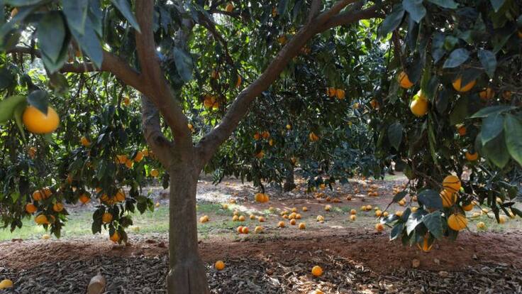 La Llavor 10 de octubre