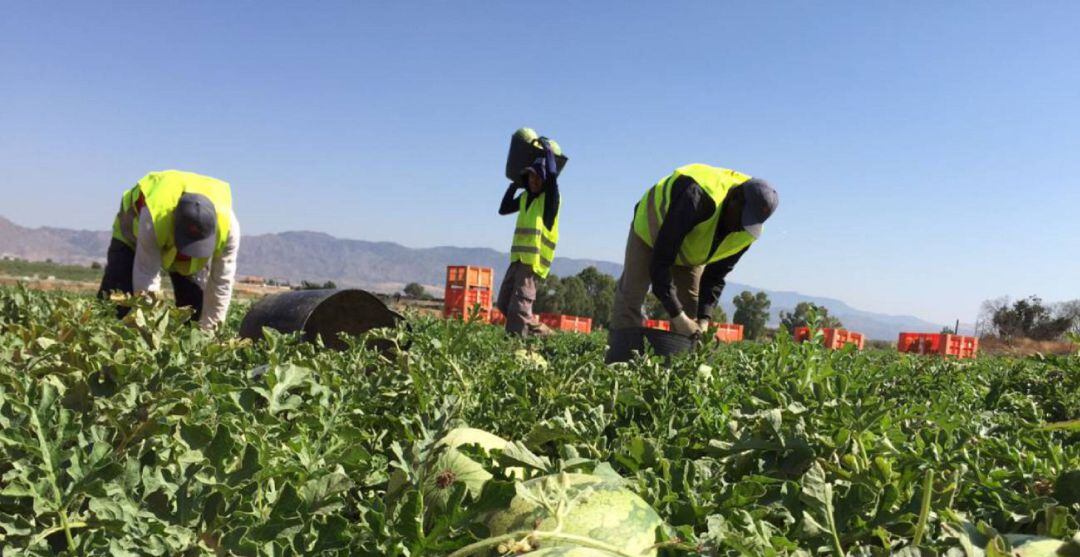 Agricultura