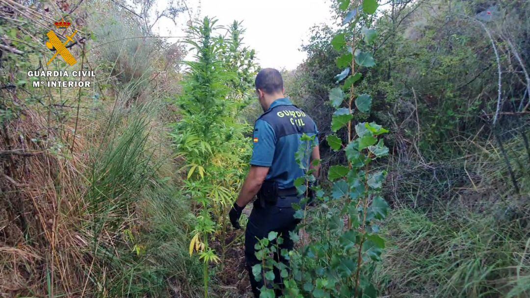 Desmantelada una plantación de marihuana en Préjano