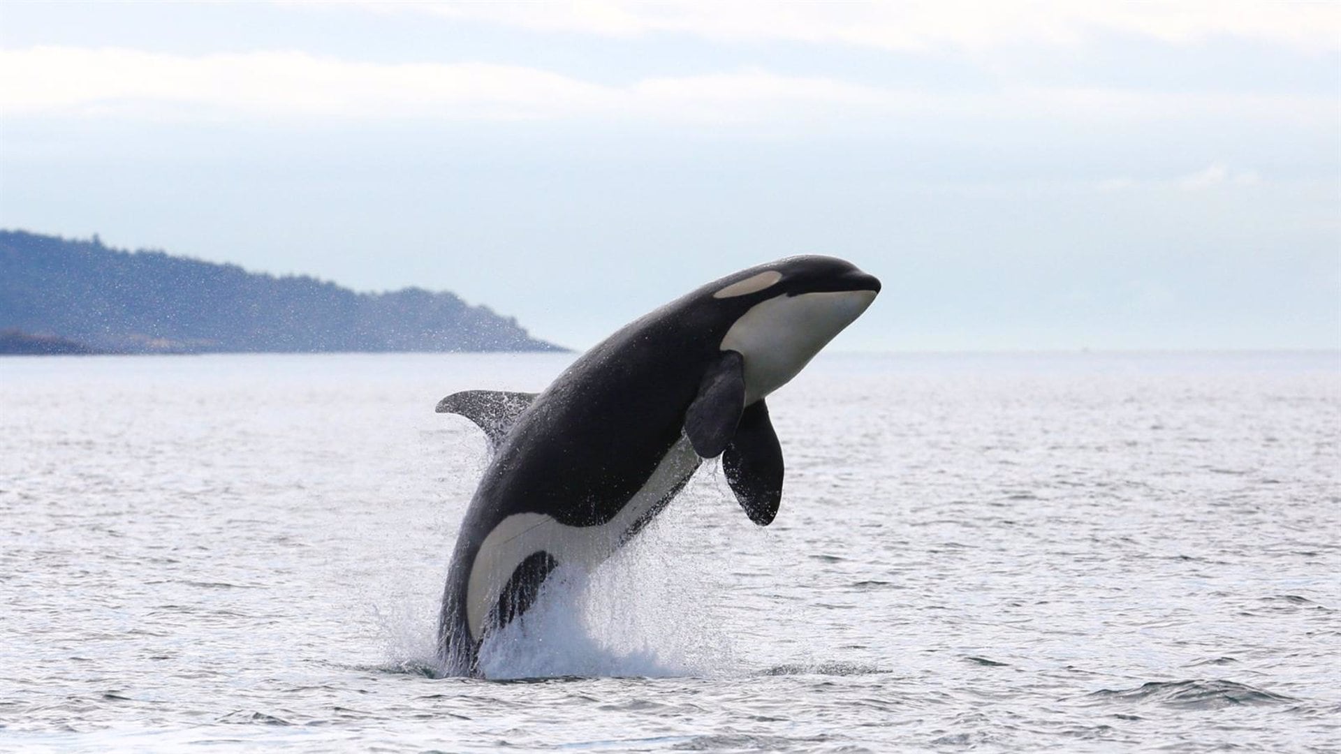 Este tipo de orcas están presentes en la zona del Estrecho de Gibraltar