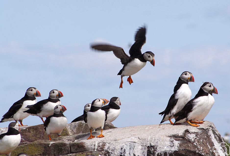Frailecillo atlántico