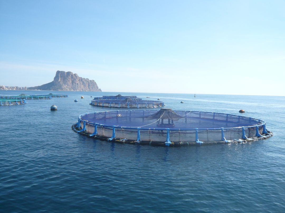 Centro de cultivos marinos AVRAMAR en Calp (Alicante)